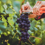 João Eustáquio De Almeida Junior mostra como práticas de manejo agrícola influenciam diretamente o sabor, o valor nutricional e a segurança dos alimentos.