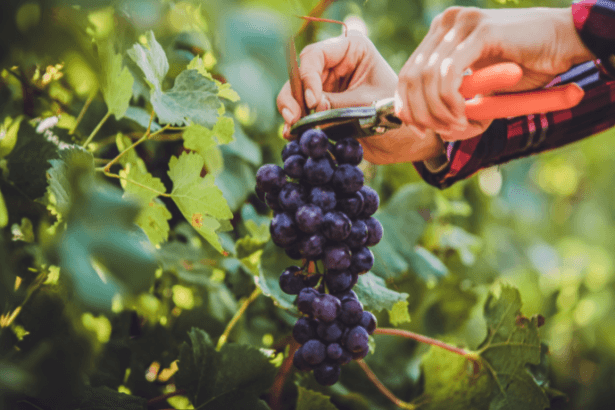 João Eustáquio De Almeida Junior mostra como práticas de manejo agrícola influenciam diretamente o sabor, o valor nutricional e a segurança dos alimentos.