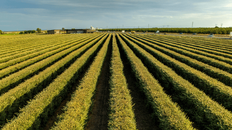 Alfredo Moreira Filho mostra que a diferença entre apenas medir resultados e realmente observar a terra está no olhar estratégico que redefine práticas e resultados na agronomia moderna.